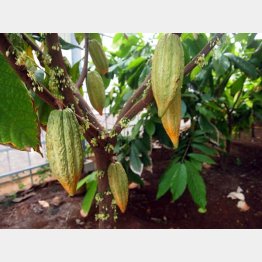 東京都小笠原村・母島でのカカオ栽培の様子（平塚製菓提供）