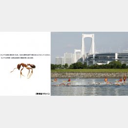 ヒアリは日当たりの良い広場や水辺などを好む（右は五輪会場となるお台場海浜公園）／（Ｃ）共同通信社