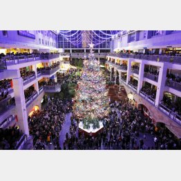 札幌市の大型商業施設「サッポロファクトリー」で点灯された巨大クリスマスツリー（Ｃ）共同通信社