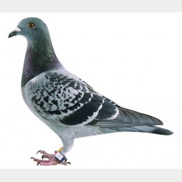 レース鳩。足環にＩＣチップをつけている。（提供）一般社団法人日本鳩レース協会