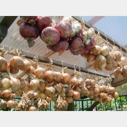 風通しがいい場所に吊るして長期保存（提供写真）