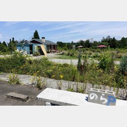 手作りの庭がイイ「のらカフェ」（Ｃ）日刊ゲンダイ