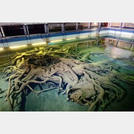 これが噂（？）の埋没林（Ｃ）日刊ゲンダイ