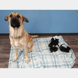 （「ペット＆野生動物レスキュー」のフェイスブックから）