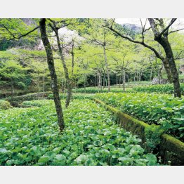 踊子歩道のわさび田（Ｃ）日刊ゲンダイ