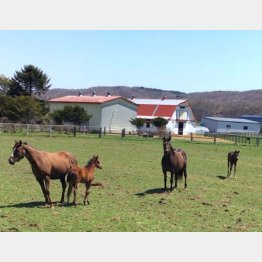日高の牧場（Ｃ）日刊ゲンダイ