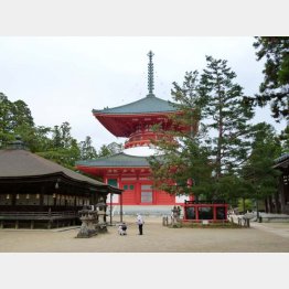 美しいコントラスト（Ｃ）日刊ゲンダイ