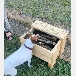 （タイラ・リースさんのＴｉｋＴｏｋから）