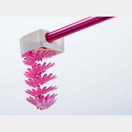 削りカスが本物の花びらのよう（提供写真）
