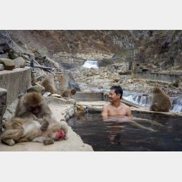 サルは周りで気持ちよさそうに毛づくろいを（Ｃ）日刊ゲンダイ