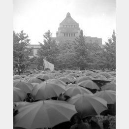 雨の中、人々は続々と集まってきた（1960年5月20日、国会前）／（Ｃ）ジャパンタイムズ／共同通信イメージズ