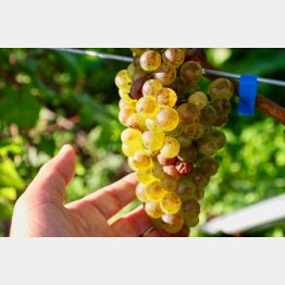 花巻はブドウ産地（葡萄が丘農業研究所）／（Ｃ）日刊ゲンダイ