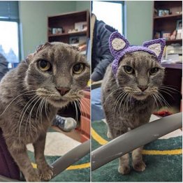 （ＤＣＨＳのフェイスブックから）