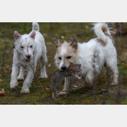 （「サフォーク＆ノーフォーク・ラット・パック」のフェイスブックから）