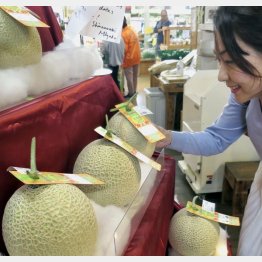飛ぶように売れている（「島の駅みやこ」の宮古島メロン）／（Ｃ）日刊ゲンダイ