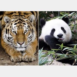 写真はイメージ（Ｃ）Sputnik＆新華社／共同イメージズ