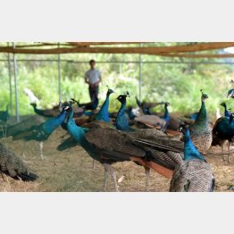 中国で飼育される孔雀（Ｃ）新華社／共同通信イメージズ