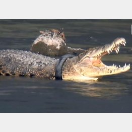 （「サウスチャイナ・モーニング・ポスト」のユーチューブから）