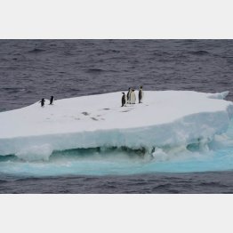流氷に乗るペンギンたちはどうなる？（Ｃ）新華社／共同通信イメージズ