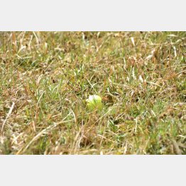 ロストボールは持ち帰らない