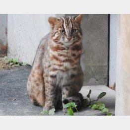 １９９４年に国内希少野生動植物種に指定されたツシマヤマネコ（野生生物保護センター提供）