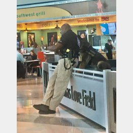 （「ドッグスポッティング・ソサエティー」のフェイスブックから）