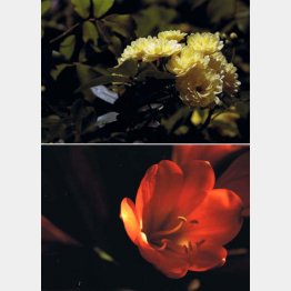 庭の手入れもする（育てたモッコウバラ（上）とクンシラン）／（提供写真）