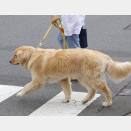 人から犬に感染（Ｃ）日刊ゲンダイ