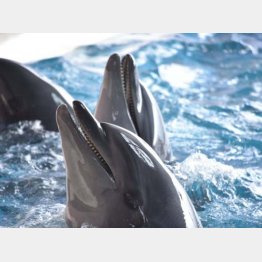 水族館でイルカが見られなくなる？