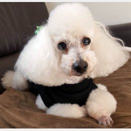 広中順平さんの愛犬のトイプードル（提供写真）