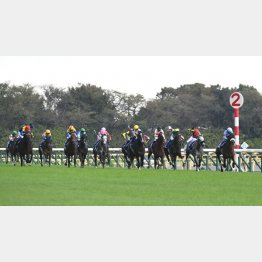 夫婦そろって競馬好き（東京競馬場）／（Ｃ）日刊ゲンダイ