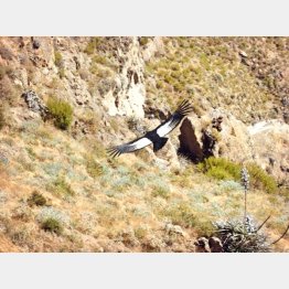 悠々と大空を舞うコンドル（提供写真）