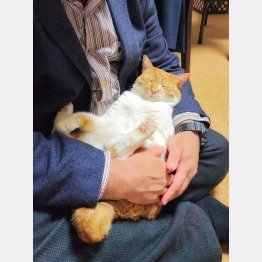 猫がかわいくて…（写真はイメージ）