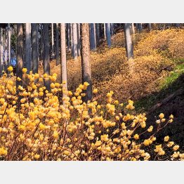 ミツマタは4月が見ごろ（Ｃ）日刊ゲンダイ