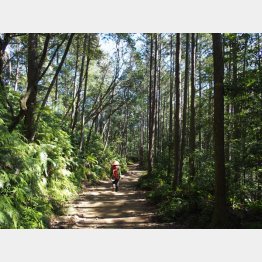 中辺路の美しい林道（Ｃ）日刊ゲンダイ