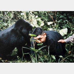 ゴリラに接近した瞬間（Ｃ）日刊ゲンダイ