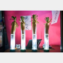 仮想塚奉納祭の様子（撮影）黒羽政志