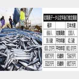 極洋と日本水産（サンマの水揚げ＝左）／（Ｃ）共同通信社