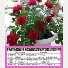 「ガーデニング」に自治体から助成金が（Ｃ）日刊ゲンダイ