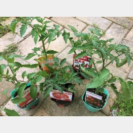 お好みで選べます！（Ｃ）日刊ゲンダイ