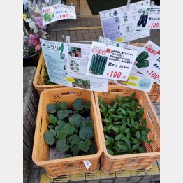 100円ショップなどで種も道具も揃う（提供写真）