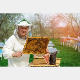 写真はイメージ（Ｃ）PIXTA