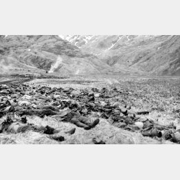 アリューシャン列島アッツ島で集団自決した日本軍兵士の遺体（ACME）／（Ｃ）共同通信社