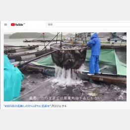 行き場を失った20万匹（ユーチューブから）