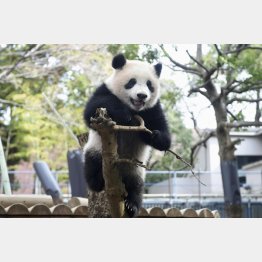 木登りする生後９カ月ごろのシャンシャン（東京動物園協会提供、2018年3月撮影）