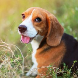 （Ｃ）kobkik／iStock