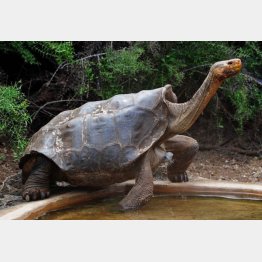 ゾウガメのディエゴ君（フェイスブックから）