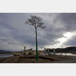 ３・１１の津波に流されなかった「奇跡の一本松」／（Ｃ）日刊ゲンダイ