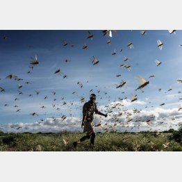 収穫前の農作物を食べ尽くしながら移動する（バッタの群れを追い払おうとする男性＝ケニア）／（Ｃ）ゲッティ＝共同