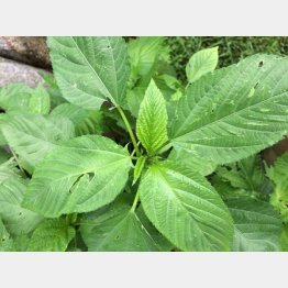 鉄、カルシウムが豊富（提供写真）